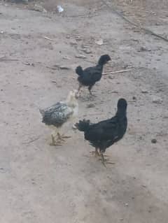 Misri chicks available