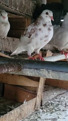 Pair of pigeons for sale