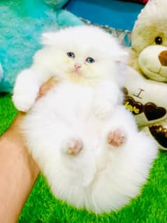 Persian Fawn tebby white Kittens Available Now