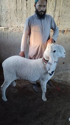 5 Gulabi male Bakry and 3 sheep khajla our kahray for Qurbani 2024