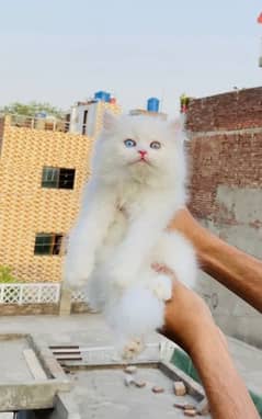 Persian punch face extreme face Kittens Persian kitten