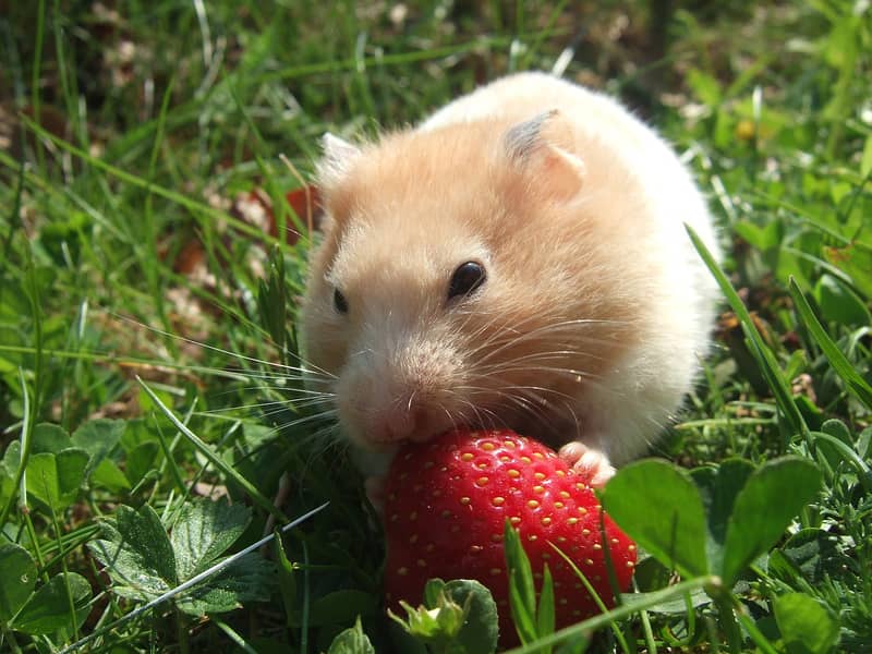 free Hamster cage buy 2 babyes+bedding+ 3-time food. . 4