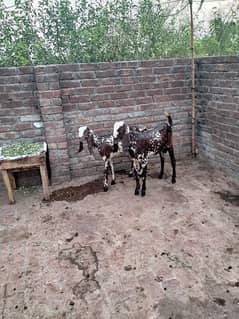 lal cheeni pair bakra and bakri for sale age 9 months