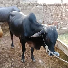 Bull Qurbani Animal