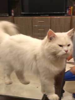 pure white and healthy persian cat and very friendly
