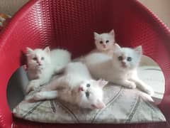 Persian white kittens