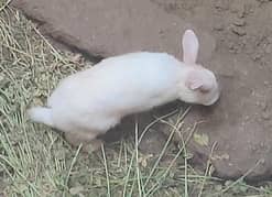red eye rabbits for sale