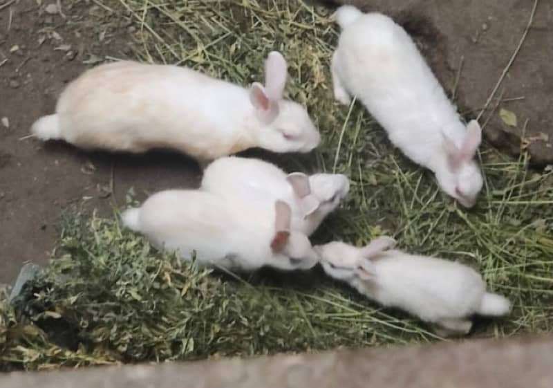 red eye rabbits for sale 2