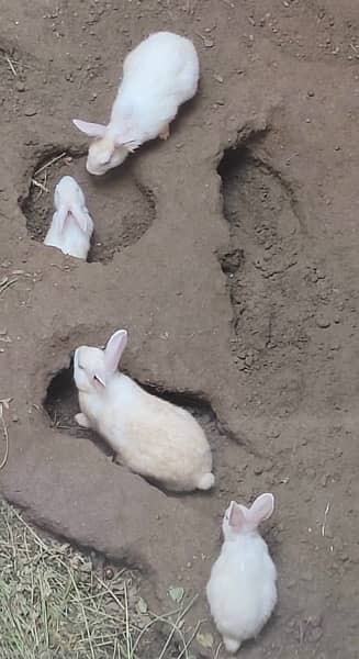 red eye rabbits for sale 3
