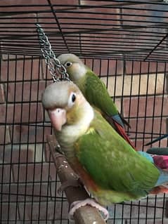 handtamed pineapple conure for sale