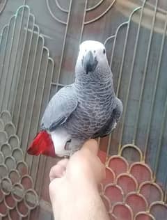 Cango African Grey Parrot Grey Parrot Grey Parrots Chicks for sale
