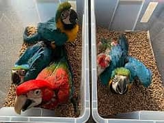 macaw parrot chicks 03086272747 cockatoo parrot grey parrot handtamed