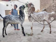 2 Goats Makhi Chinay