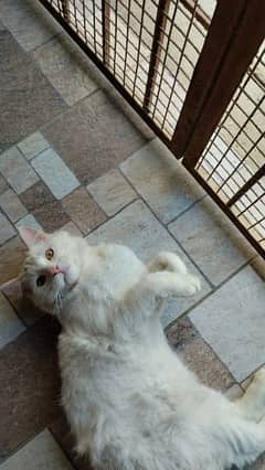 Persian cat for sale