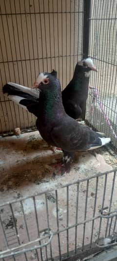 dobaz nasal pigeon pair only 1600