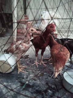 Aseel chicks 5  healthy