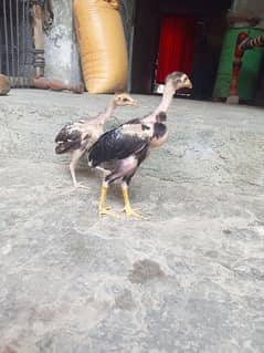 Sindhi  aseel chicks in cheap price full active and healthy