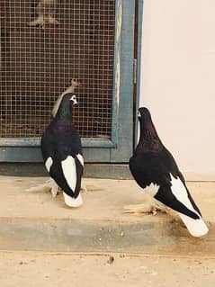 black sherazi Kachpara pair is looking for new home . . .