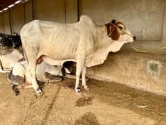 Beautiful Bachras and Cows For Sale