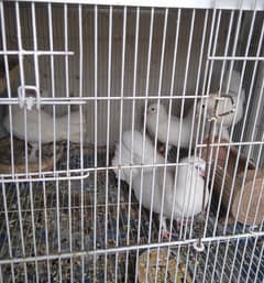 Different breeding pigeons for sell
