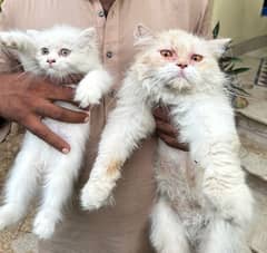 punch Face Persian Female Cat with kitten
