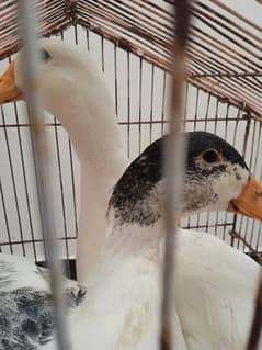 Ducks in Karachi Free Classifieds in Karachi