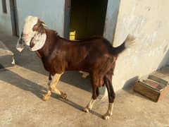 Male rajanpuri and kamori goat