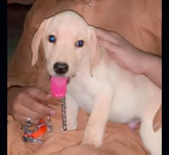 2 month Labrador PEDIGREE available male