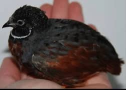 button quail / batair or king quail breeder bird2500