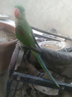 Raw Parrot For Sale