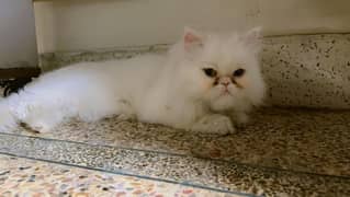 persian Breeder cat