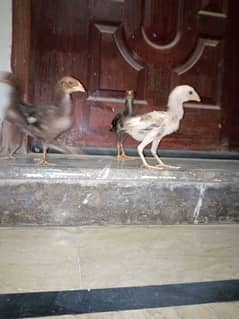 Aseel mushka chicks