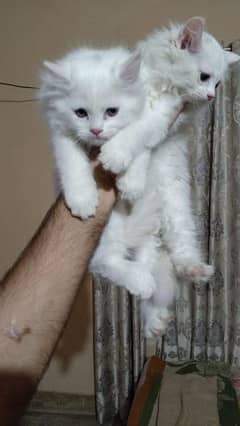 persian female kitten