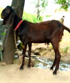 Bakra for sale in Attock Contact 03125173572