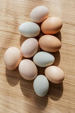Asterloop Egg are available,|Asterloop Egg |
