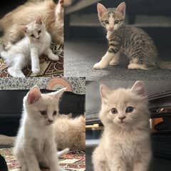 Fawn Persian Female Kitten