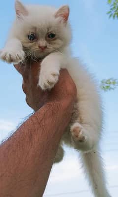Persian kittens sale
