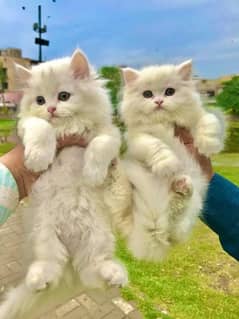 pure persian kittens high quality healthy (cash on delivery)