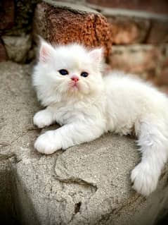 Persian kitten for sale