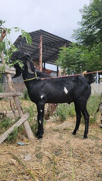 Black Nagra fully grown breeder 1