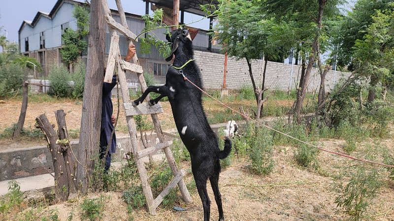 Black Nagra fully grown breeder 2