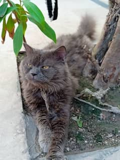Persian Cat Grey Triple coated