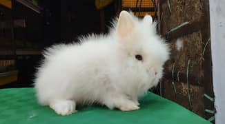 Teddy bear dwraf Rabbit | Fancy Rabbits | Fancy bunnies