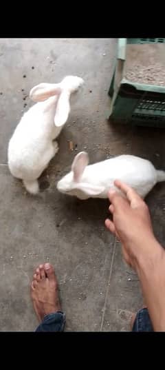 Rabbit breeder pair and baby also available