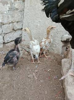 Aseel meawali chicks