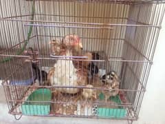 All chicks health and active