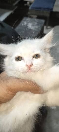 Persian kittens female available