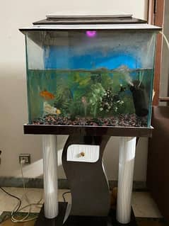 aquarium for sale with fishes