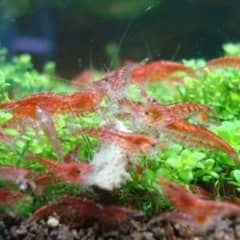 Red cherry shrimp and apple wood snail for sale