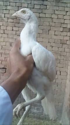 beautiful white Heera chicks aur Patti